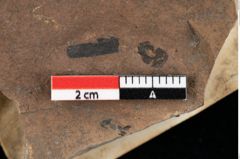 Foto (Detailansicht) von Widdringtonia ungeri Endl. (NHMW-GEO-2024-0188-0129)